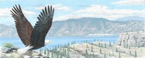 eagle-flying-over-the-canyon-1