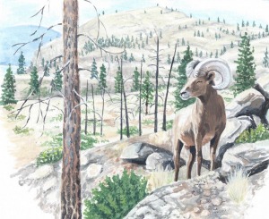 spot-of-bighorn-sheep
